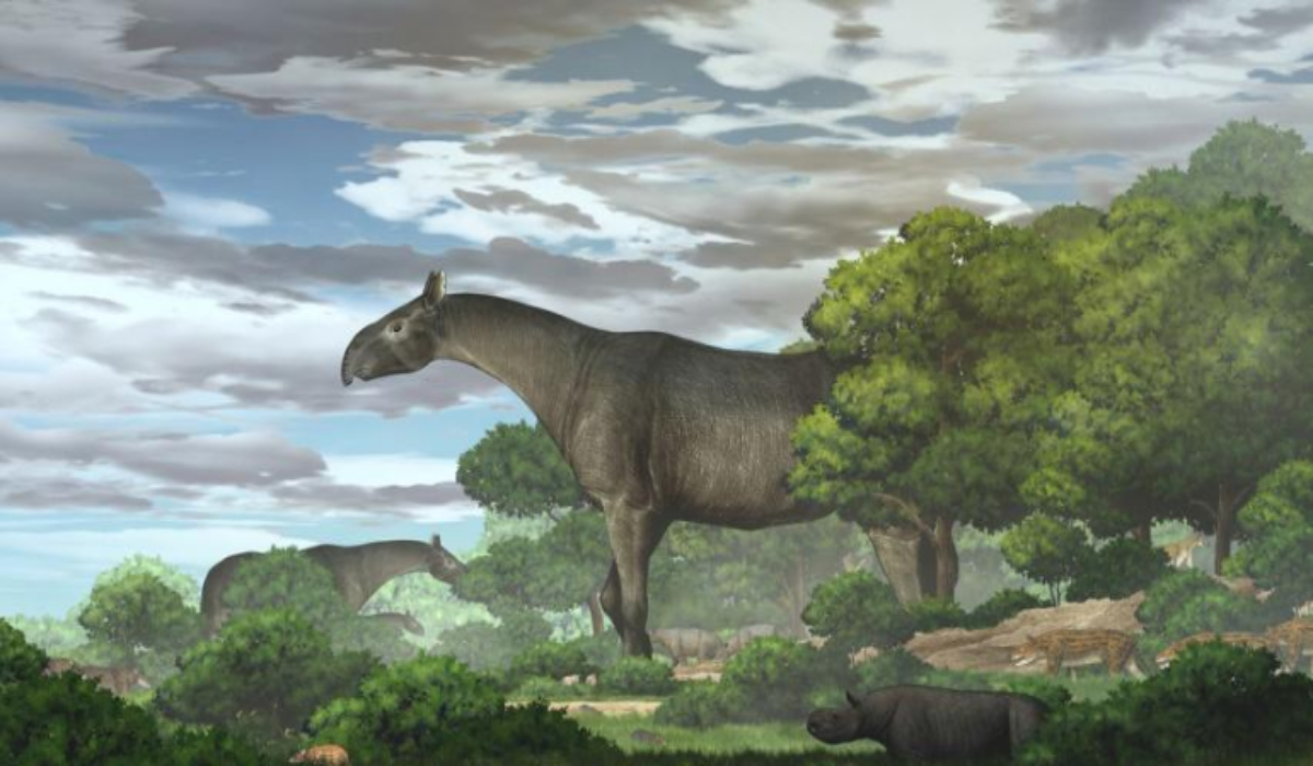 China fossils show new species of extinct giant rhino that roamed Asia